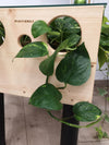 <b>PLANTABLE - Pothos</b><br>vaso/tavolino da caffè, vetro legno e metallo, con 8 piante incluse - 𝘕EASYJUNGLE