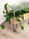 <b>PLANTABLE - Pothos</b><br>vaso/tavolino da caffè, vetro legno e metallo, con 8 piante incluse - 𝘕EASYJUNGLE
