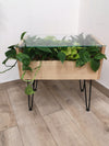 <b>PLANTABLE - Pothos</b><br>vaso/tavolino da caffè, vetro legno e metallo, con 8 piante incluse - 𝘕EASYJUNGLE