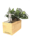 <b>SAEBE - Fittonia</b><br>vaso/dispenser per sapone o gel, con pianta inclusa <i>Fittonia Albivenis</i> - 𝘕EASYJUNGLE