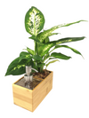 <b>SAEBE - Dieffenbachia</b><br>vaso/dispenser per sapone o gel, con pianta inclusa <i>Dieffenbachia</i> - 𝘕EASYJUNGLE