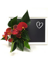 Quadro vegetale Lavagna | Desia white | con pianta Anthurium red - 𝘕EASYJUNGLE 