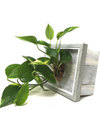 <b>LIAF S - Pothos</b><br>quadro/vaso da parete, con pianta inclusa <i>Pothos Aureum</i> - 𝘕EASYJUNGLE