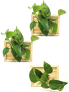 <b>3-PACK LIAF S - Piante Uguali</b><br>pack da 3 quadri/vasi da parete, con 3 piante uguali incluse - 𝘕EASYJUNGLE