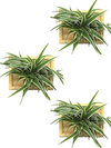 <b>3-PACK LIAF S - Piante Uguali</b><br>pack da 3 quadri/vasi da parete, con 3 piante uguali incluse - 𝘕EASYJUNGLE