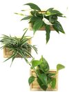 <b>3-PACK LIAF S - Piante Diverse</b><br>pack da 3 quadri/vasi da parete, con 3 piante diverse incluse - 𝘕EASYJUNGLE