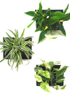 <b>3-PACK LIAF S - Piante Diverse</b><br>pack da 3 quadri/vasi da parete, con 3 piante diverse incluse - 𝘕EASYJUNGLE