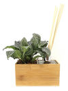 <b>AIRA - Fittonia</b><br>vaso/diffusore di aromi, con pianta inclusa <i>Fittonia Albivenis</i> - 𝘕EASYJUNGLE