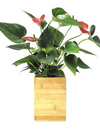 <b>FLORA - Anthurium</b><br>vaso da appendere componibile, con pianta inclusa <i>Anthurium Red</i> - 𝘕EASYJUNGLE