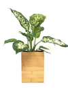 <b>FLORA - Dieffenbachia</b><br>vaso da appendere componibile, con pianta inclusa <i>Dieffenbachia</i> - 𝘕EASYJUNGLE