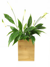 <b>FLORA - Spathi</b><br>vaso da appendere componibile, con pianta inclusa <i>Spathiphyllum</i> - 𝘕EASYJUNGLE