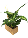 <b>AIRA - Dieffenbachia</b><br>vaso/diffusore di aromi, con pianta inclusa <i>Dieffenbachia</i> - 𝘕EASYJUNGLE