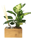 <b>AIRA - Dieffenbachia</b><br>vaso/diffusore di aromi, con pianta inclusa <i>Dieffenbachia</i> - 𝘕EASYJUNGLE