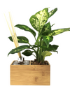 Diffusore oli essenziali | Aira Natural | con pianta Dieffenbachia- 𝘕EASYJUNGLE