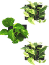 <b>3-PACK LIAF S - Piante Uguali</b><br>pack da 3 quadri/vasi da parete, con 3 piante uguali incluse - 𝘕EASYJUNGLE