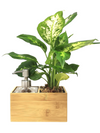 <b>SAEBE - Dieffenbachia</b><br>vaso/dispenser per sapone o gel, con pianta inclusa <i>Dieffenbachia</i> - 𝘕EASYJUNGLE