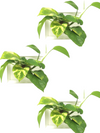 <b>3-PACK LIAF S - Piante Uguali</b><br>pack da 3 quadri/vasi da parete, con 3 piante uguali incluse - 𝘕EASYJUNGLE