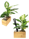 <b>2-PACK AIRA/SAEBE</b><br>pack da 2 vasi/diffusore e dispenser, con 2 piante incluse - 𝘕EASYJUNGLE
