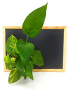 Quadro vegetale Lavagna | Desia Wood | con pianta Pothos Aureum- 𝘕EASYJUNGLE 