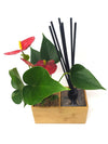 Aira | con pianta Anthurium red - 𝘕EASYJUNGLE  