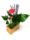 Diffusore oli essenziali | Aira | con pianta Anthurium red  - 𝘕EASYJUNGLE 