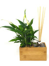 Diffusore oli essenziali | Aira Natural | con pianta Spathiphyllum - 𝘕EASYJUNGLE