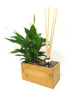 Aira Natural | con pianta Spathiphyllum - 𝘕EASYJUNGLE