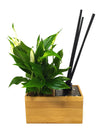 Diffusore oli essenziali | Aira Black | con pianta Spathiphyllum - 𝘕EASYJUNGLE