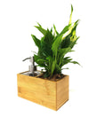 Porta sapone liquido | Saebe | con pianta Spathiphyllum - 𝘕EASYJUNGLE