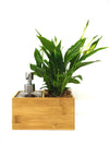 Porta sapone liquido | Saebe | con pianta Spathiphyllum - 𝘕EASYJUNGLE