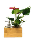 Porta sapone liquido | Saebe | con pianta Anthurium red  - 𝘕EASYJUNGLE