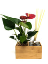 Diffusore oli essenziali | Aira | con pianta Anthurium red  - 𝘕EASYJUNGLE 