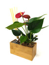 Aira | con pianta Anthurium red  - 𝘕EASYJUNGLE