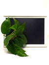 Quadro vegetale Lavagna | Desia white | con pianta Pothos Aureum- 𝘕EASYJUNGLE 
