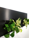 <b>SELVA LAVAGNA - Pothos</b><br>lavagna/vaso da parete XL, con 4 piante incluse <i>Pothos Aureum</i> - 𝘕EASYJUNGLE