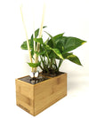 Aira Natural | con pianta Pothos Aureum - 𝘕EASYJUNGLE