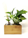 Diffusore oli essenziali | Aira Natural | con pianta Pothos Aureum - 𝘕EASYJUNGLE