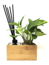 Diffusore oli essenziali | Aira Black | con pianta Pothos Aureum - 𝘕EASYJUNGLE