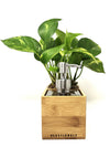 Saebe personalizzatto | con pianta Pothos Aureum  - 𝘕EASYJUNGLE