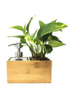 Porta sapone liquido | Saebe | con pianta Pothos Aureum - 𝘕EASYJUNGLE