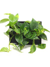 Quadro vegetale | LIAF Medium Black | con piante Pothos - 𝘕EASYJUNGLE 