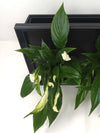 <b>LIAF M - Spathi</b><br>quadro/vaso da parete, con 2 piante incluse <i>Spathiphyllum</i> - 𝘕EASYJUNGLE