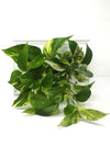 Quadro vegetale | LIAF Medium White | con piante Pothos - 𝘕EASYJUNGLE 