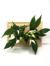 <b>LIAF M - Spathi</b><br>quadro/vaso da parete, con 2 piante incluse <i>Spathiphyllum</i> - 𝘕EASYJUNGLE