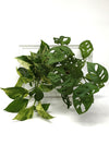 <b>LIAF M - Monstera</b><br>quadro/vaso da parete, con 2 piante incluse <i>Monstera & Pothos</i> - 𝘕EASYJUNGLE