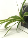 <b>DÈSIA S - Chloro</b><br>lavagna/vaso da parete, con pianta inclusa <i>Chlorophytum</i> - 𝘕EASYJUNGLE
