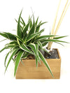 Aira Natural | con pianta Chlorophytum - 𝘕EASYJUNGLE