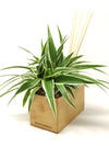  Aira Natural | con pianta Chlorophytum - 𝘕EASYJUNGLE