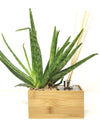 <b>AIRA - Aloe</b><br>vaso/diffusore di aromi, con pianta inclusa <i>Aloe Vera</i> - 𝘕EASYJUNGLE