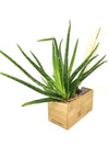 <b>AIRA - Aloe</b><br>vaso/diffusore di aromi, con pianta inclusa <i>Aloe Vera</i> - 𝘕EASYJUNGLE